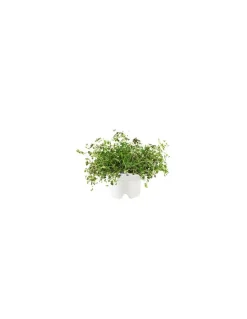 Click & Grow - Click & Grow Refill Timo - Coltelleria Lorenzi Milano