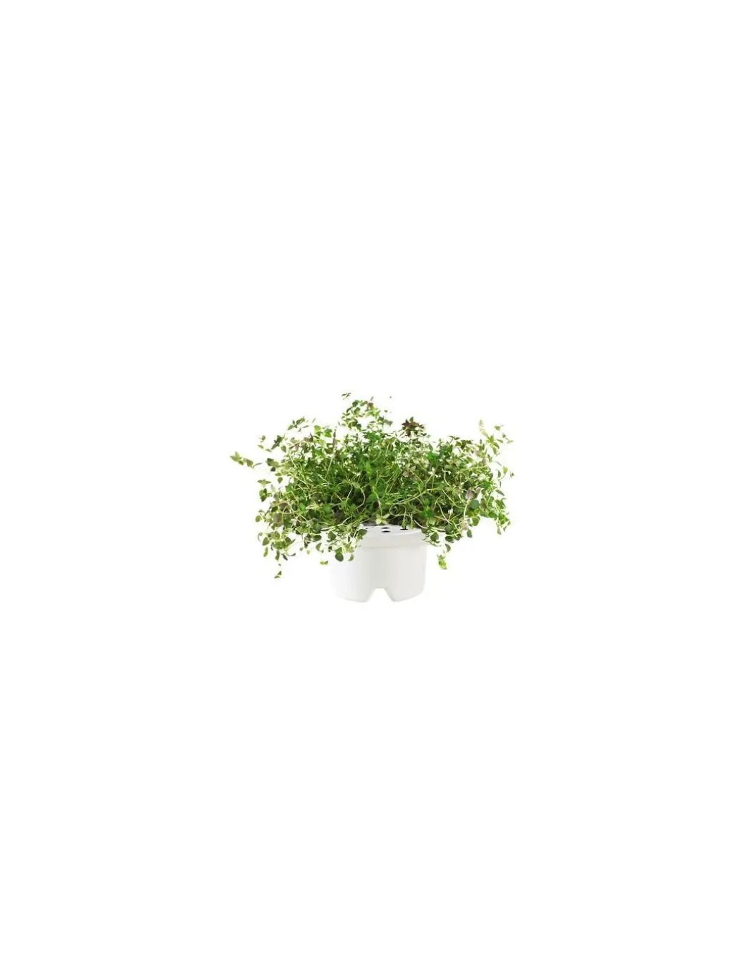 Click & Grow - Click & Grow Refill Timo - Coltelleria Lorenzi Milano