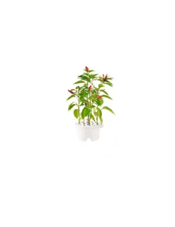 Click & Grow - Click & Grow Refill Peperoncino - Coltelleria Lorenzi Milano