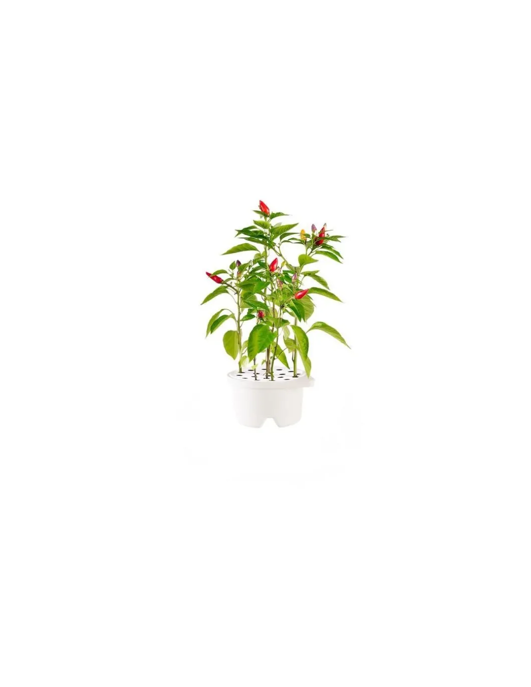 Click & Grow - Click & Grow Refill Peperoncino - Coltelleria Lorenzi Milano