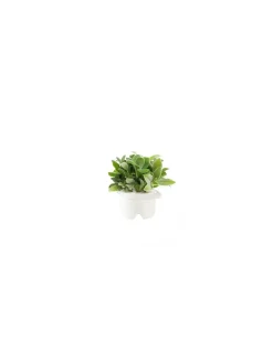 Click & Grow - Click & Grow Refill Lamb's Ear - Coltelleria Lorenzi Milano