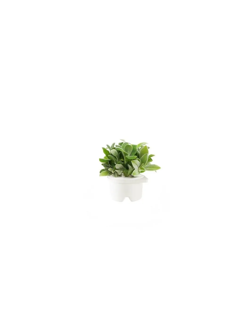 Click & Grow - Click & Grow Refill Lamb's Ear - Coltelleria Lorenzi Milano