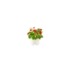 Click & Grow - Click & Grow Refill Mini Pomodoro - Coltelleria Lorenzi Milano