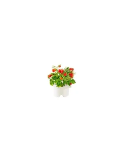 Click & Grow - Click & Grow Refill Mini Pomodoro - Coltelleria Lorenzi Milano