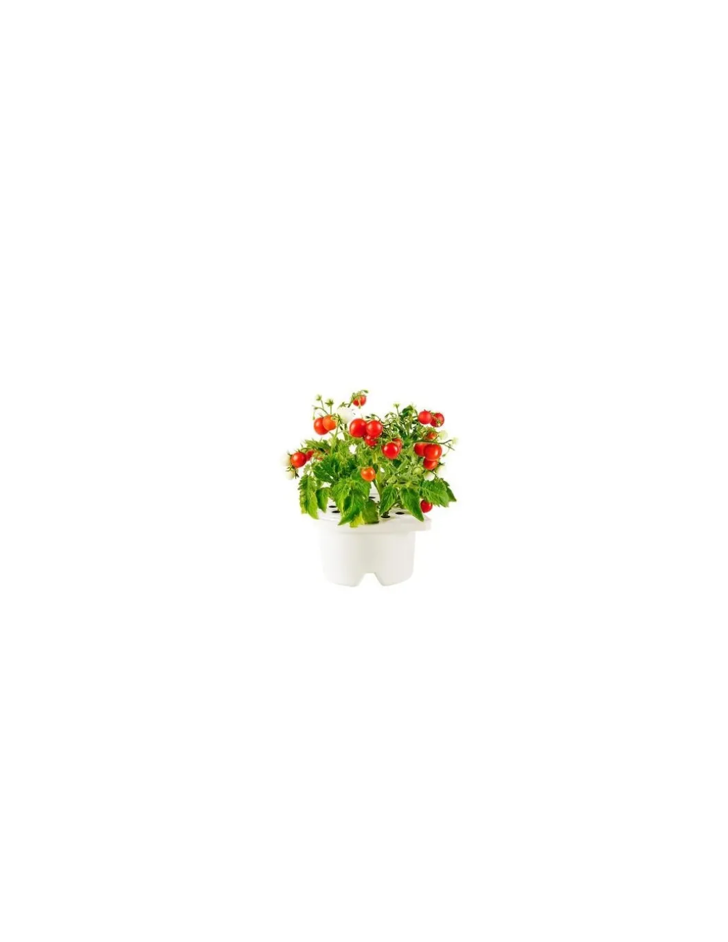 Click & Grow - Click & Grow Refill Mini Pomodoro - Coltelleria Lorenzi Milano