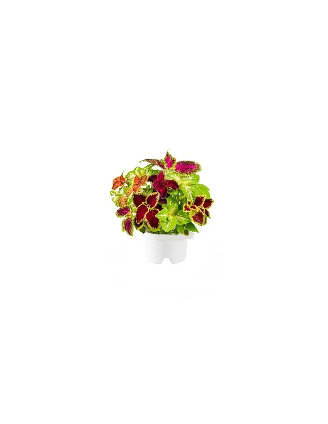 Click & Grow - Click & Grow Refill Coleo CGRFPN - Coltelleria Lorenzi Milano
