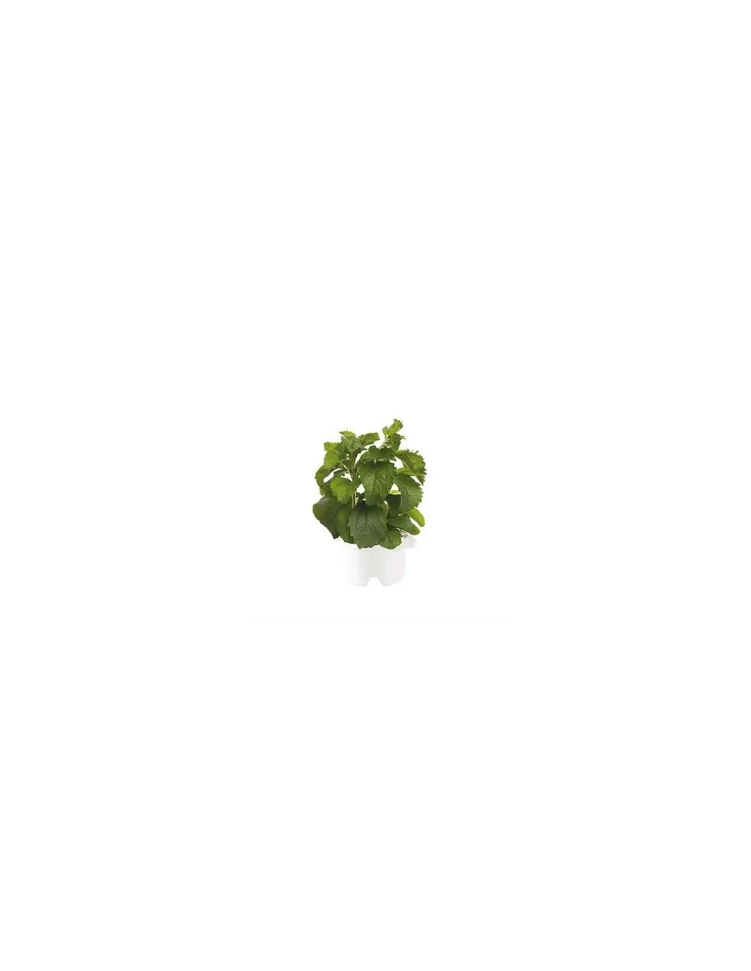 Click & Grow - Click & Grow Refill Stevia - Coltelleria Lorenzi Milano